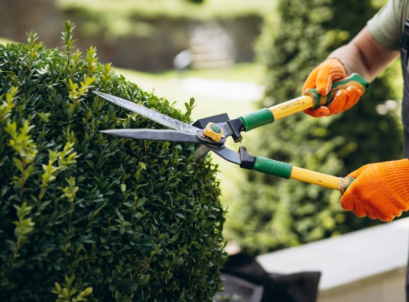 Jardinier taillant une haie
